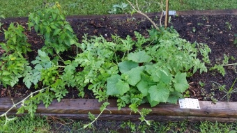 Cuke and watermelon seedlings that never got transplanted...